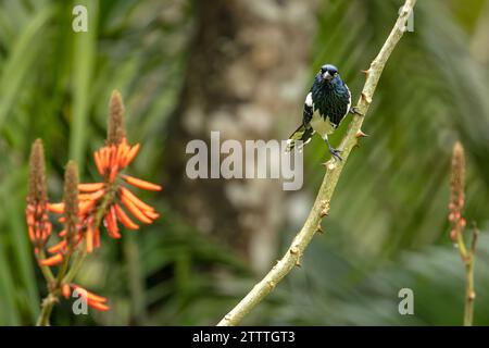 Un magpie Tanager (Cissopis leveriana) se perche sur une branche de la forêt atlantique (Mata Atlântica) du Brésil. Banque D'Images