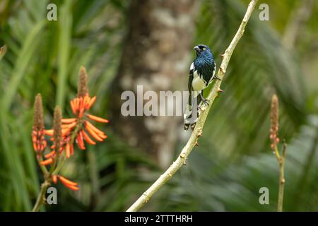 Un magpie Tanager (Cissopis leveriana) se perche sur une branche de la forêt atlantique (Mata Atlântica) du Brésil. Banque D'Images