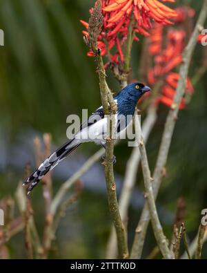 Un magpie Tanager (Cissopis leveriana) se perche sur une branche de la forêt atlantique (Mata Atlântica) du Brésil. Banque D'Images