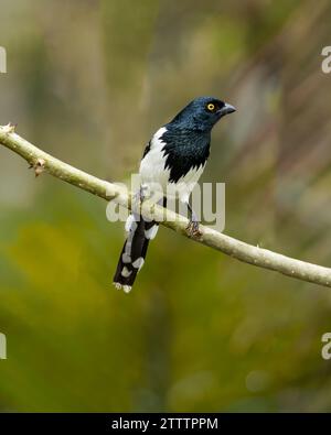 Un magpie Tanager (Cissopis leveriana) se perche sur une branche de la forêt atlantique (Mata Atlântica) du Brésil. Banque D'Images