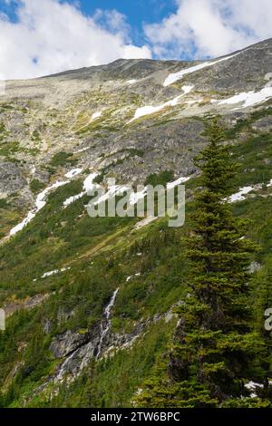 Le majestueux conifère se dresse sur les pentes du paysage montagneux de la Colombie-Britannique, sous le vaste ciel dégagé. Banque D'Images