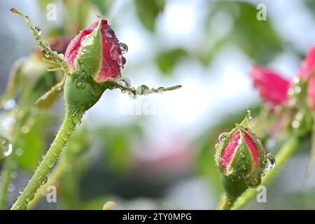 La rosée tombe sur les feuilles et les fleurs un matin d'hiver à Agartala, la capitale de l'état de Tripura, au nord-est de l'Inde. Inde. Banque D'Images