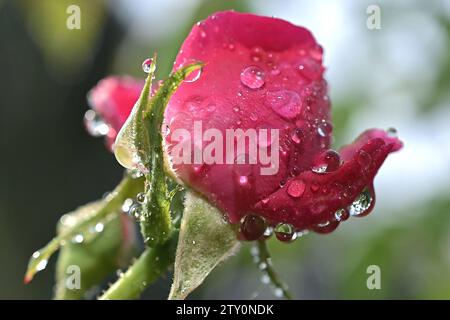 La rosée tombe sur les feuilles et les fleurs un matin d'hiver à Agartala, la capitale de l'état de Tripura, au nord-est de l'Inde. Inde. Banque D'Images