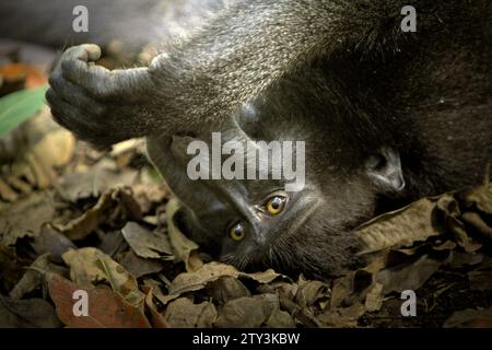 Un macaque au cendre noir de Sulawesi (Macaca nigra) se trouve sur le sol dans la forêt de Tangkoko, dans le nord de Sulawesi, en Indonésie. L'Union internationale pour la conservation de la nature (UICN) conclut que la hausse des températures a entraîné, entre autres, des changements écologiques, comportementaux et physiologiques dans les espèces sauvages et la biodiversité. « En plus de l'augmentation des taux de maladies et de la dégradation des habitats, le changement climatique provoque également des changements dans les espèces elles-mêmes, ce qui menace leur survie », ont-ils écrit dans une publication du 19 décembre 2023 sur IUCN.org. Banque D'Images