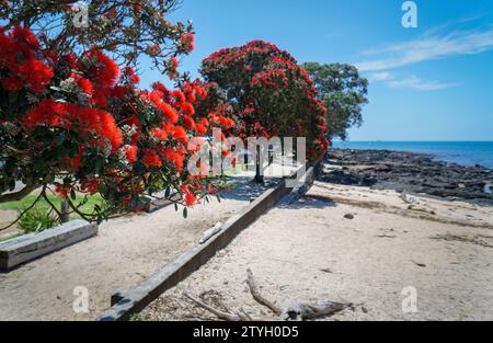 Plage de Takapuna en été. Arbres Pohutukawa en pleine floraison. Auckland. Banque D'Images