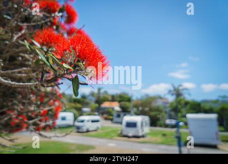 Plage de Takapuna en été. Arbres Pohutukawa en pleine floraison. Campervans méconnaissables en arrière-plan. Auckland. Banque D'Images
