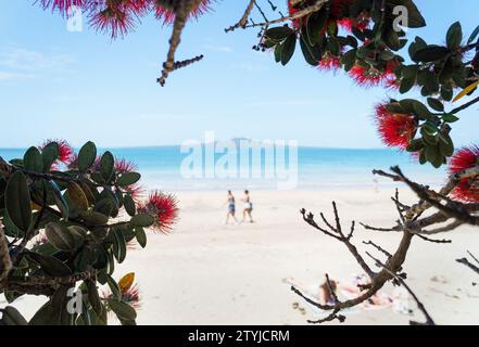 Pohutukawa fleurit encadrant l'île de Rangitoto et des gens méconnaissables sur la plage. Takapuna Beach. Auckland. Banque D'Images