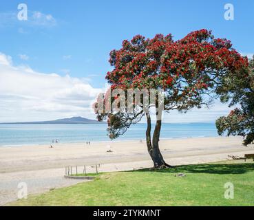 Arbres Pohutukawa en pleine floraison. L'île de Rangitoto au loin. Des gens méconnaissables marchant sur la plage de Takapuna. Auckland. Banque D'Images