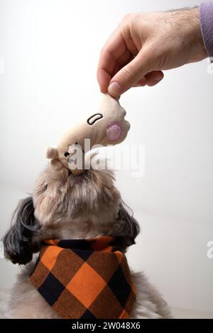 photographie, jouet de chien, animal de compagnie, mignon, animal, portrait, regarder, jouet, intérieur, petit, un animal, animaux domestiques, amical, amitié, jeu, photographie Banque D'Images