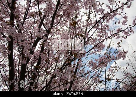 la photo capture l'essence du printemps alors qu'un cerisier éclate en fleurs. Une multitude de délicates fleurs de cerisier orne les branches, créant un tranq Banque D'Images