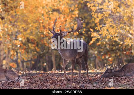 Cerf de jachère dans le cadre naturel d'automne (Dama Dama) ; les mâles rugissent et se battent pour faire à la fin de l'automne Banque D'Images