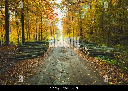 Chemin de terre à travers la forêt d'automne et des tas de bois, jour d'octobre, Nowiny, Pologne Banque D'Images