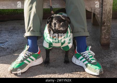 Angleterre, Pug Dog portant un chandail Banque D'Images