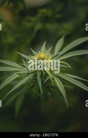 Bourgeon floral d'une plante de marijuana gros plan avec des poils orange visibles et des feuilles vertes en phase de floraison tardive. Banque D'Images