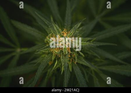 Bourgeon floral d'une plante de marijuana gros plan avec des poils orange visibles et des feuilles vertes en phase de floraison tardive. Banque D'Images