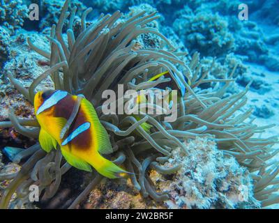 Seeanemone (Actiniaria), Rotmeer-Anemonenfisch (Amphiprion bicinctus), Unterwasser-Foto, Tauchplatz Glasfish, Dahab, golf von Akaba, Rotes Meer, Sinaï Banque D'Images