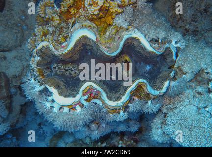 Große Riesenmuschel Tridacna maxima, Unterwasser-Foto, Tauchplatz Blue Hole, Dahab, Golf von Akaba, Rotes Meer, Sinaï, Ägypten Banque D'Images