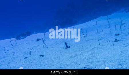 Sandaale, Unterwasser-Foto, Tauchplatz le Canyon, Dahab, Golf von Akaba, Rotes Meer, Sinaï, Ägypten Banque D'Images