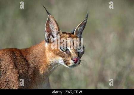 Portrait rapproché d'un caracal sauvage du cratère Ngorongoro, Tanzanie Banque D'Images