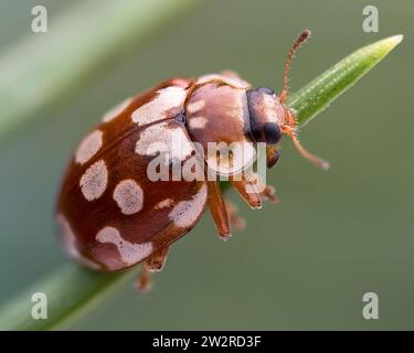 18 taches Ladybird (Myrrha octodecimguttata) sur l'aiguille de pin. Tipperary, Irlande Banque D'Images