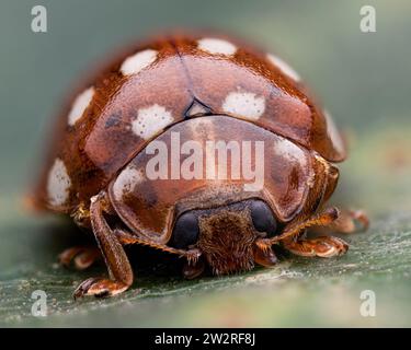 Tache crème Ladybird (Calvia quattuordecimguttata) gros plan. Tipperary, Irlande Banque D'Images