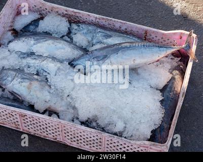 Poisson fraîchement pêché couvert de glace dans une boîte au port d'Essaouira 'la ville venteuse', Maroc. 21 décembre 2023 Banque D'Images