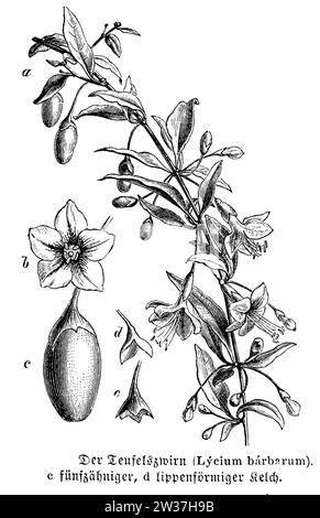 Mariage vigne avec fleur et fruit, Lycium barbarum, anonym (livre botanique, 1889), Bocksdorn mit Blüte und Frucht, Baie de goji avec fleur et fruit Banque D'Images