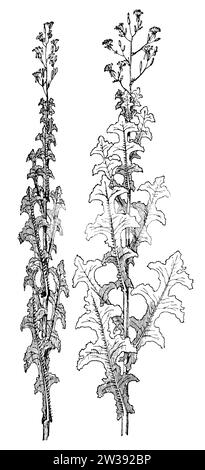 Laitue de Barbarie, cultivée sur un sol sec et fortement ensoleillé, à gauche : vue du sud ou du nord, à droite : vue de l'est ou de l'ouest, Lactuca serriola, anonym (livre botanique, 1909), Stachel-Lattich, auf trockenem, stark besonnten Boden gewachsen, Links : von Sueden oder Norden gesehen, rechts : von Osten oder Westen gesehen, laitue scariole;, les arbres ont poussé sur un sol sec et très ensoleillé, à gauche : vu du sud ou du nord, à droite : vu de l'ouest de l'est. Banque D'Images