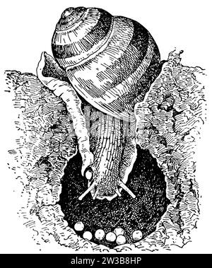 Escargot romain, lors de la ponte des œufs, Helix pomatia, anonym (livre de botanique, 1909), Weinbergschnecke, beim Legen von Eiern, escargot de bourgogne, en fondant des œufs Banque D'Images