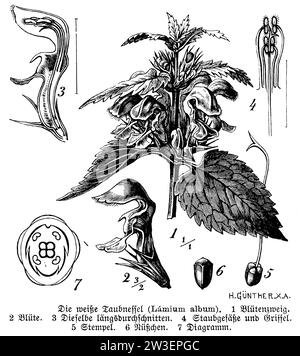 White Orttle, album Lamium, H. Günther (livre de botanique, 1888), Weiße Taubnessel, lamier blanc Banque D'Images