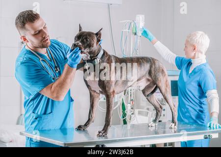 Image d'un bouledogue examiné à la clinique. Deux médecins. Concept de médecine vétérinaire. Prendre soin des animaux de compagnie. Supports mixtes Banque D'Images