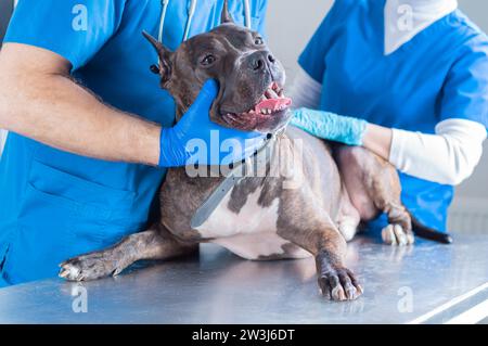 Image d'un bouledogue examiné à la clinique. Deux médecins. Concept de médecine vétérinaire. Prendre soin des animaux de compagnie. Supports mixtes Banque D'Images