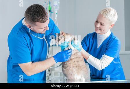 Un chirurgien et une infirmière examinent un gros chat sur une table en métal. Concept vétérinaire. Supports mixtes Banque D'Images