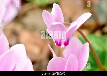 Cyclamen (cyclamen hederifolium), gros plan d'une seule fleur rose de la plante de jardin populaire, isolée de l'arrière-plan. Banque D'Images