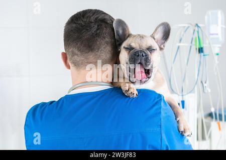 Portrait d'un charmant Bulldog français assis dans les bras d'un médecin. Vue de l'arrière. Publicité des cliniques vétérinaires. Supports mixtes Banque D'Images