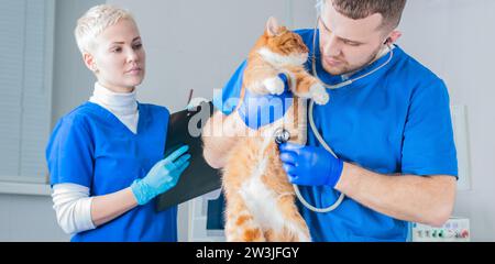 Un chirurgien et une infirmière examinent un gros chat sur une table en métal. Concept vétérinaire. Supports mixtes Banque D'Images