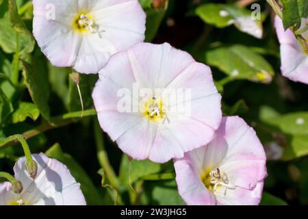 Weed de champ (convolvulus arvensis), gros plan se concentrant sur une seule fleur rose parmi beaucoup. Banque D'Images