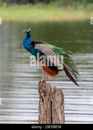 Païoule indienne (Pavo cristatus) Parc national de Minneriya, Sri Lanka Banque D'Images