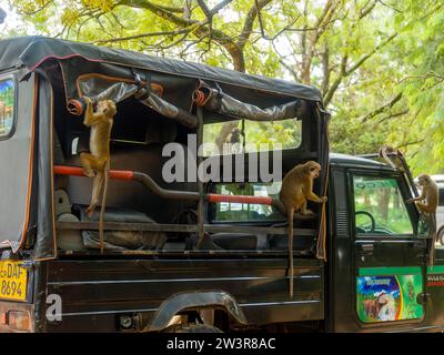 Des singes attaquent un véhicule hors route safari, au Sri Lanka Banque D'Images