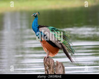 Païoule indienne (Pavo cristatus) Parc national de Minneriya, Sri Lanka Banque D'Images