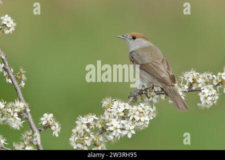 Blackcap (Sylvia atricapilla), femelle, assise dans l'épine dorsale fleurie (Prunus spinosa), animaux, oiseaux, oiseau migrateur, oiseau chanteur, Spring, North Banque D'Images