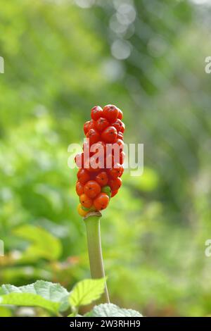 Arum commun (Arum maculatum), stand de fruits avec des fruits rouges dans une forêt de hêtres, Wilnsdorf, Rhénanie du Nord-Westphalie, Allemagne Banque D'Images