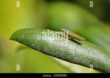 Rhododendron (Rhododendron) civale (Graphocephala fennahi) assise sur une feuille de rhododendron, Wilden, Rhénanie du Nord-Westphalie, Allemagne Banque D'Images