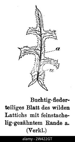 Laitue de Barbarie, feuille, Lactuca serriola, anonym (livre botanique, 1897), Stachel-Lattich, Blatt, laitue scariole;, feuille Banque D'Images