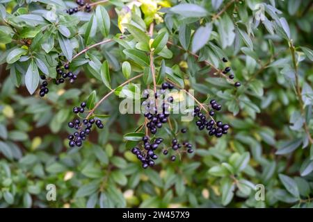 Ligusterhecke mit Beeren, Ligustrum vulgare / Privet Hedge aux baies, Ligustrum vulgare Banque D'Images
