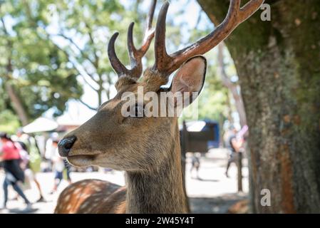 Portrait d'un cerf, Nara, Japon Banque D'Images