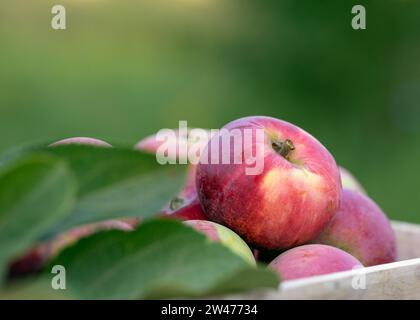 Mise au point sélective de pommes délicieuses mûres rose rouge dans une boîte en bois avec des feuilles sur fond vert naturel flou. Récolte du jardin ou ingrédient pour Banque D'Images