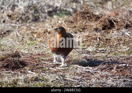 Tétras rouge femelle (Lagopus scotica) Banque D'Images