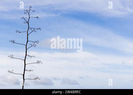 La silhouette de tige de floraison d'Agave est sous le ciel nuageux sur une photo de fond naturelle de jour Banque D'Images