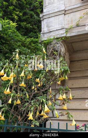 Trompette d'ange en fleurs (Brugmansia arborea) sur la droite une sculpture de tigre sur une maison, Portoifino, Italie Banque D'Images